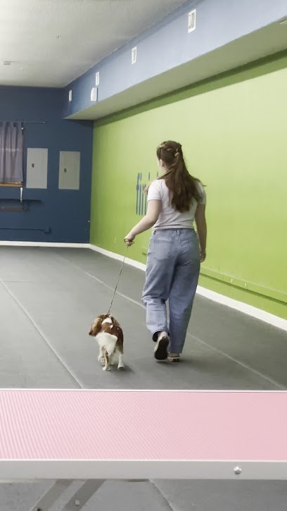 Dog day care in Austin Texas Austin Canine Central 1