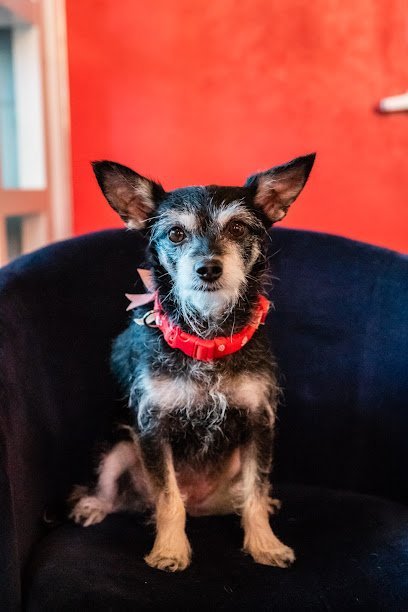 Dog day care in Austin Texas BHV Austin 1