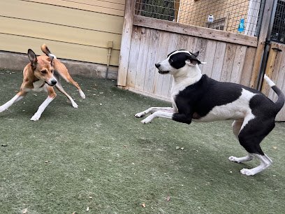 Dog day care in Austin Texas Bed Biscuit Austin 1