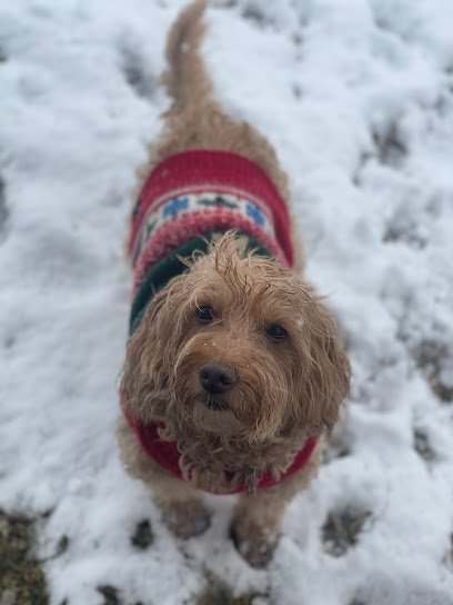 Dog day care in Austin Texas Best Way Pet Care 1