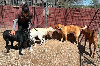 Dog day care in Austin Texas Bobbi Colorado s Canine Camp 1