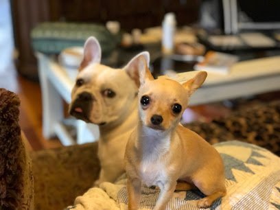 Dog day care in Austin Texas Chinatics Small Dog Boarding 1