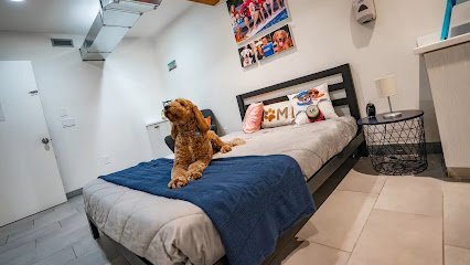 Dog day care in Austin Texas D Pet Hotels Austin 1
