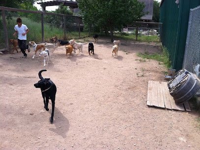 Dog day care in Austin Texas Happy Mailman Dog Retreat 1
