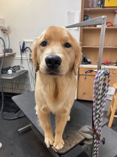 Dog day care in Austin Texas Highmark Kennel 2