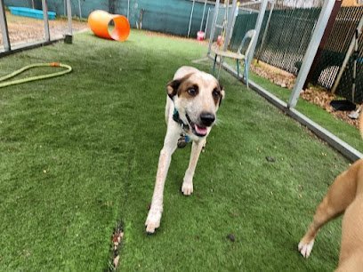 Dog day care in Austin Texas Howl N Woof 1