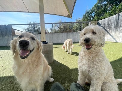 Dog day care in Austin Texas JGO s Lucky Dog 1