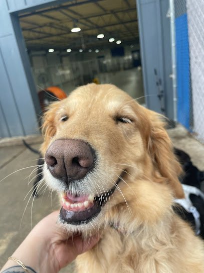 Dog day care in Austin Texas Jackie s Play Stay 1