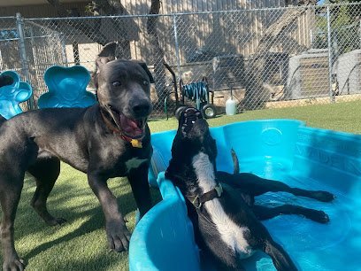 Dog day care in Austin Texas Pups Pals Pet Lounge 1