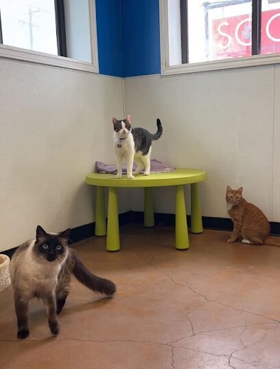 Dog day care in Austin Texas SOCO Pet Lounge 1