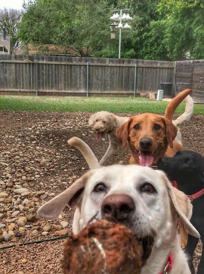 Dog day care in Austin Texas Sit Stay Walk LLC 1