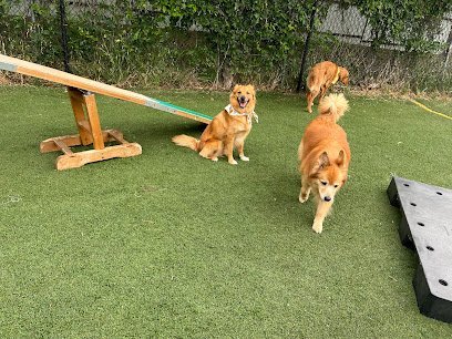 Dog day care in Austin Texas The Bone Inn 1