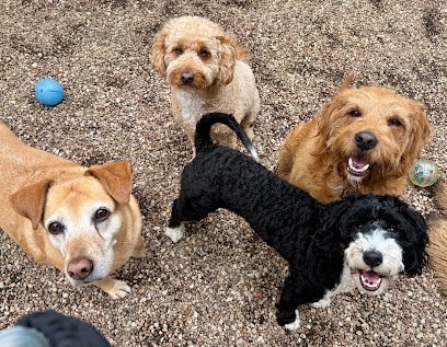 Dog day care in Austin Texas Train My Dogs Austin 1