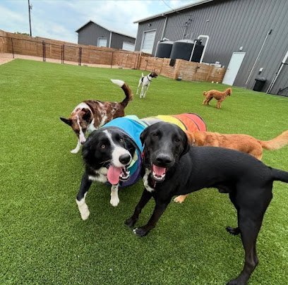 Dog day care in Austin Texas Zoomies Play  n Stay 1