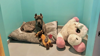 Dog day care in Babylon New York Royal Paws Inc 1