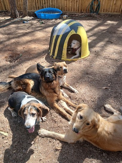 Dog day care in Baldwin Georgia Adventure Awaits Fido