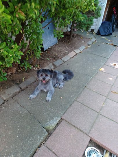 Dog day care in Baldwin New York Pet Palace of Long Island 1