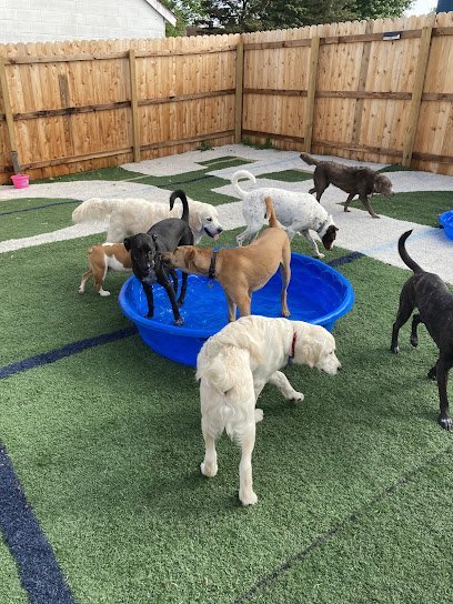 Dog day care in Baldwinsville New York CNY Canine Academy   Dogz Gone Wild 1