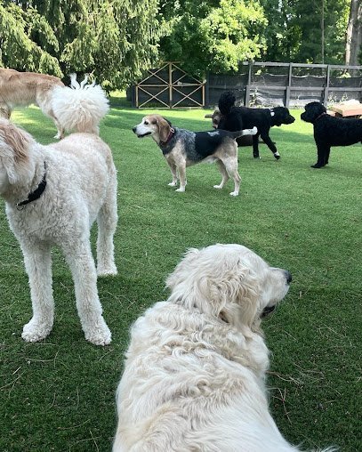 Dog day care in Baltimore Maryland Parkwood Pet Resort West 1