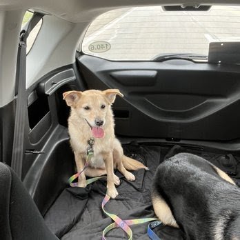 Dog day care in Bardstown Kentucky Grooming by Nicole LLC Pet Salon and Hotel 1