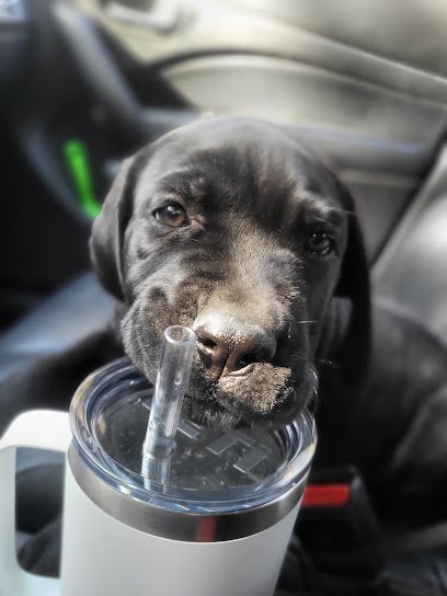Dog day care in Barrington New Hampshire Tuckered Out Dog Day Care 1