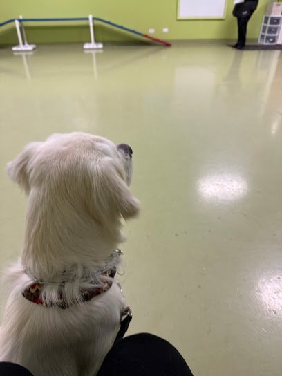 Dog day care in Bartlett Illinois Bark Avenue Daycamp 1