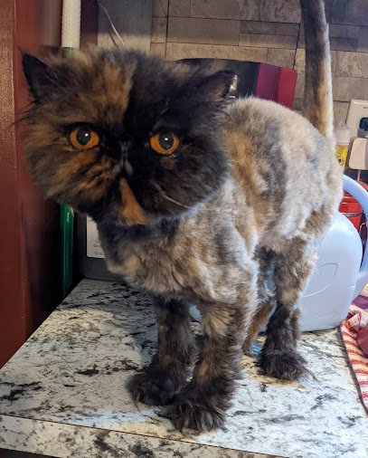 Dog day care in Bath Maine Dawgtopia 1