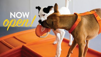 Dog day care in Baton Rouge Louisiana Dogtopia of Baton Rouge 1