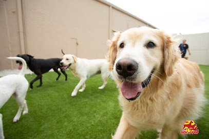 Dog day care in Baton Rouge Louisiana The Dog Stop Baton Rouge South 1