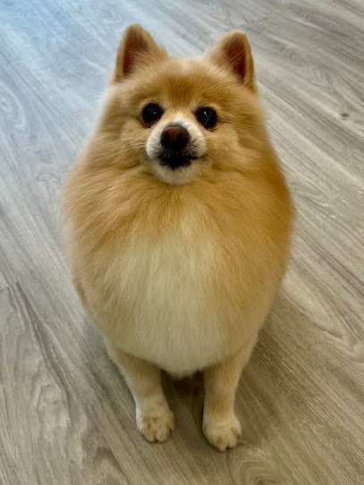 Dog day care in Bayside New York Bobby Paws Pet Studio 1