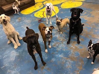 Dog day care in Beaumont Texas Planet Canine LLC 1