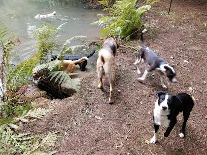 Dog day care in Beavercreek Oregon Playfurlots 1