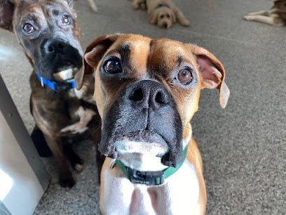 Dog day care in Beaverton Oregon Buster Lilly s Doggie Daycare Boarding 1