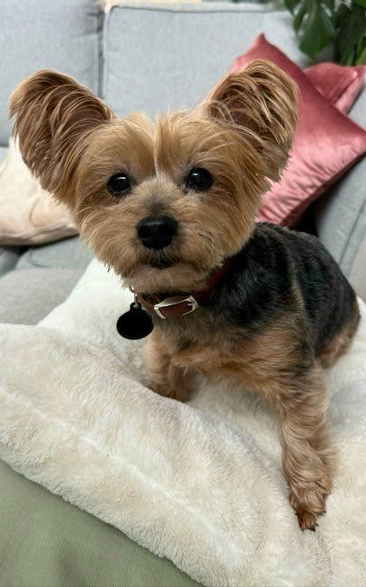 Dog day care in Beaverton Oregon Noah s Arf 1