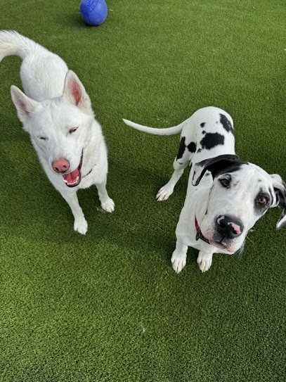 Dog day care in Belgrade Montana Top Dog Belgrade 1 1