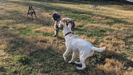 Dog day care in Belleville Illinois Hyped Hounds 1