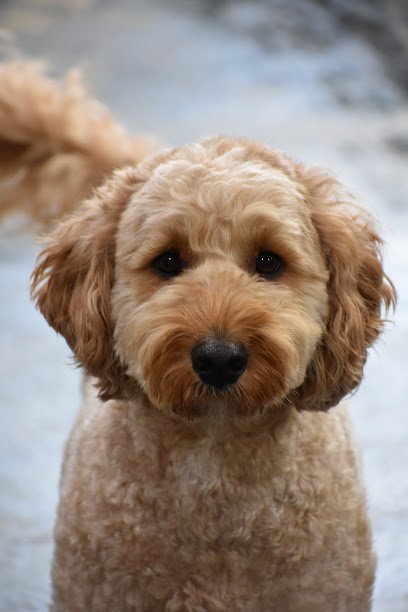 Dog day care in Bellevue Kentucky Bellevue Barkhouse 1