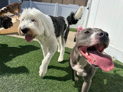 Dog day care in Belton Missouri Lily s Play N Stay 1