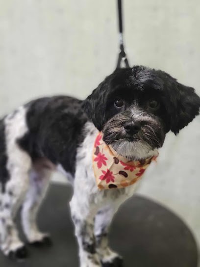 Dog day care in Belton Missouri Man s Best Friend Pet Resort 1