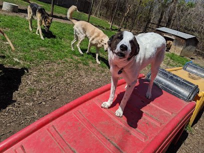 Dog day care in Beltsville Maryland Paradise For Pets 1