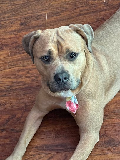 Dog day care in Belvidere New Jersey RiverView Kennel LLC 1