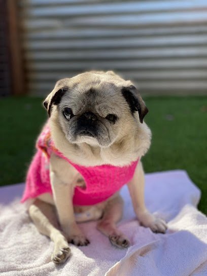 Dog day care in Bend Oregon Pet Paradise 1