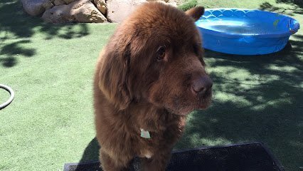 Dog day care in Bend Oregon WagBend Dog Daycare 1