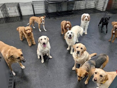 Dog day care in Berkeley Heights New Jersey Dogtopia of Berkeley Heights 1