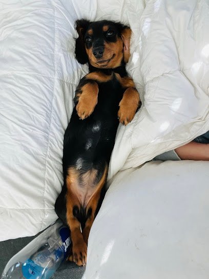 Dog day care in Bernardsville New Jersey Liberty Farm Dogs 1