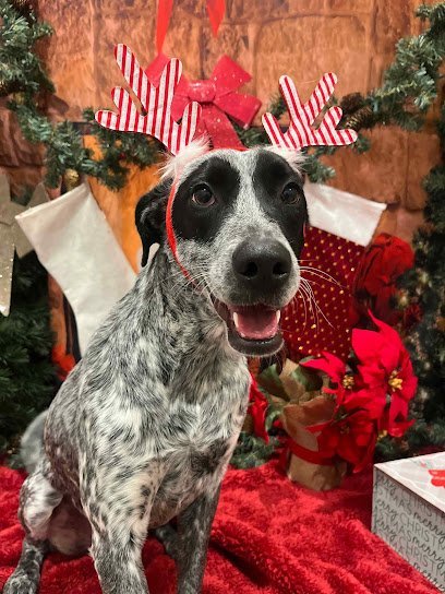 Dog day care in Berrien Springs Michigan Shilohs Place 1