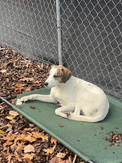 Dog day care in Berwick Maine Positive Canine Campus 1