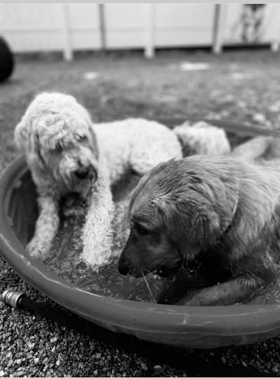 Dog day care in Bethel Maine Barker Brook Kennels 1