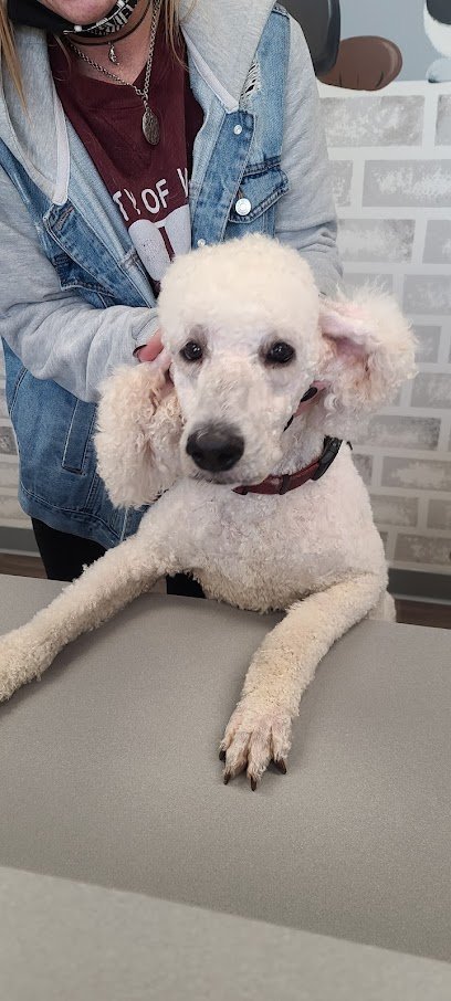 Dog day care in Bettendorf Iowa Almost Home Speak Dog 1