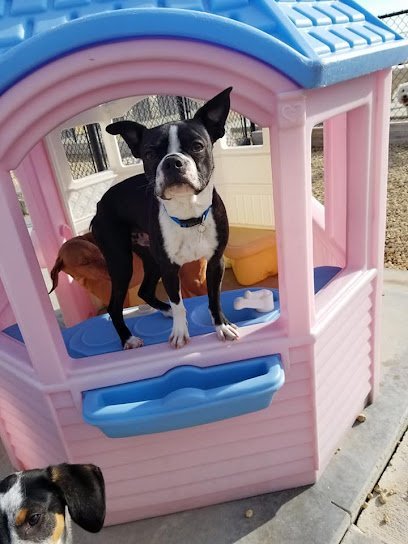 Dog day care in Bettendorf Iowa Posh Pet Resorts 1